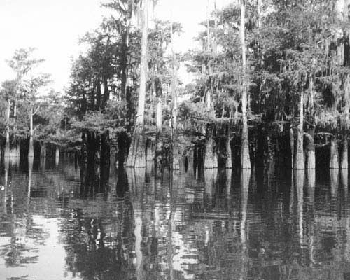 Black-and-white photograph of cypress trees in the water at the Snow's Island campsite