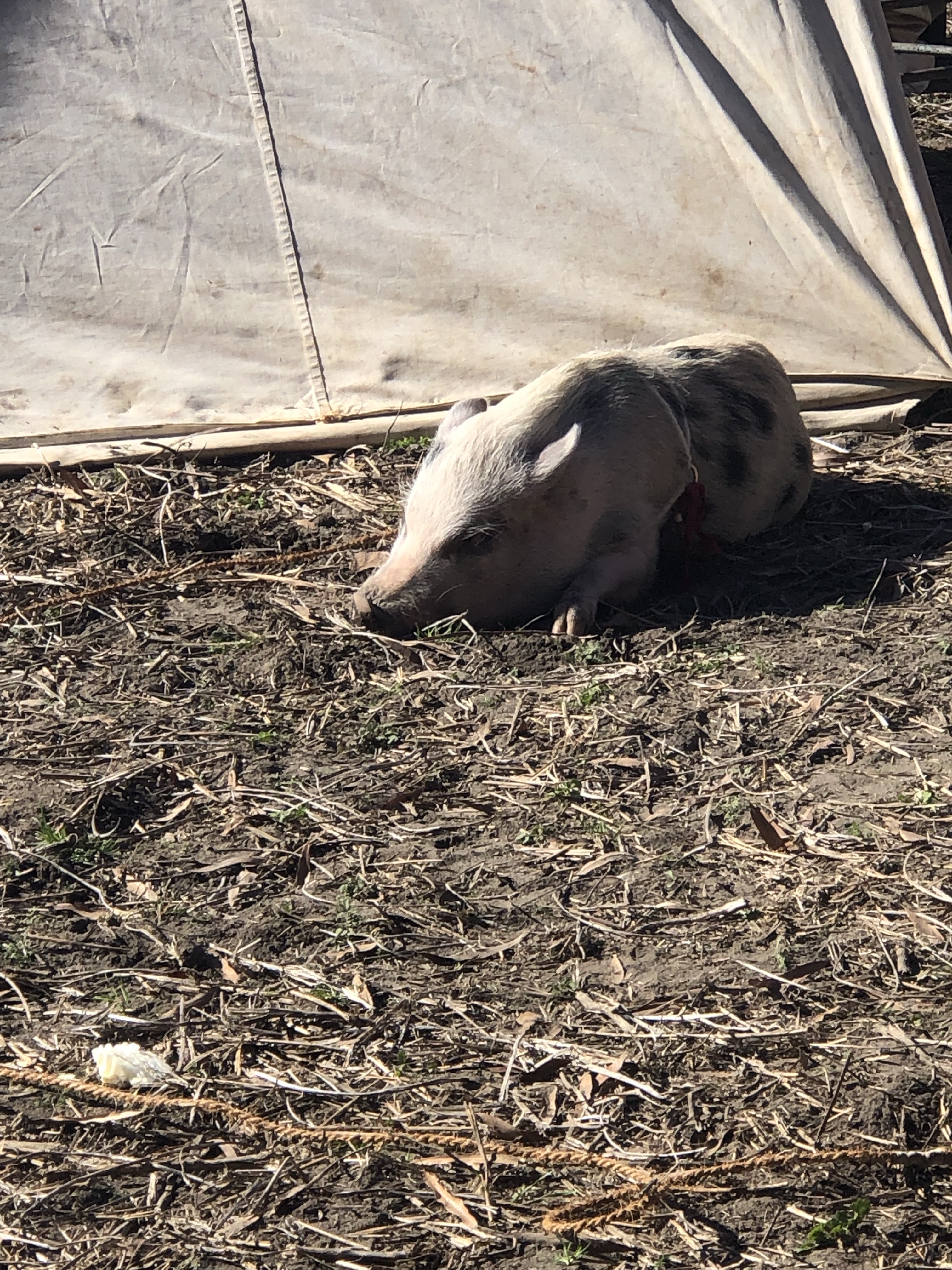 Spotted pig resting in the straw beside a tent