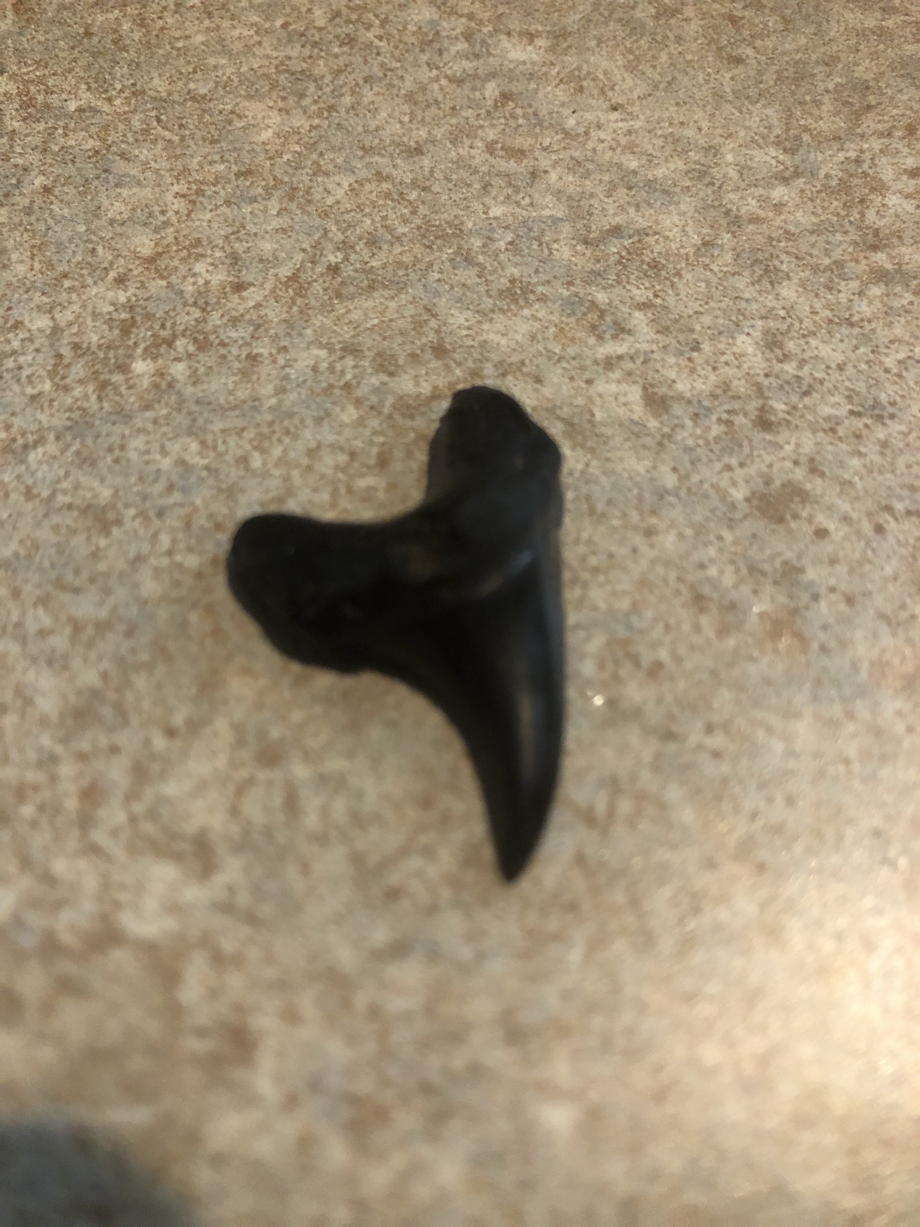 Small black fossil shark tooth