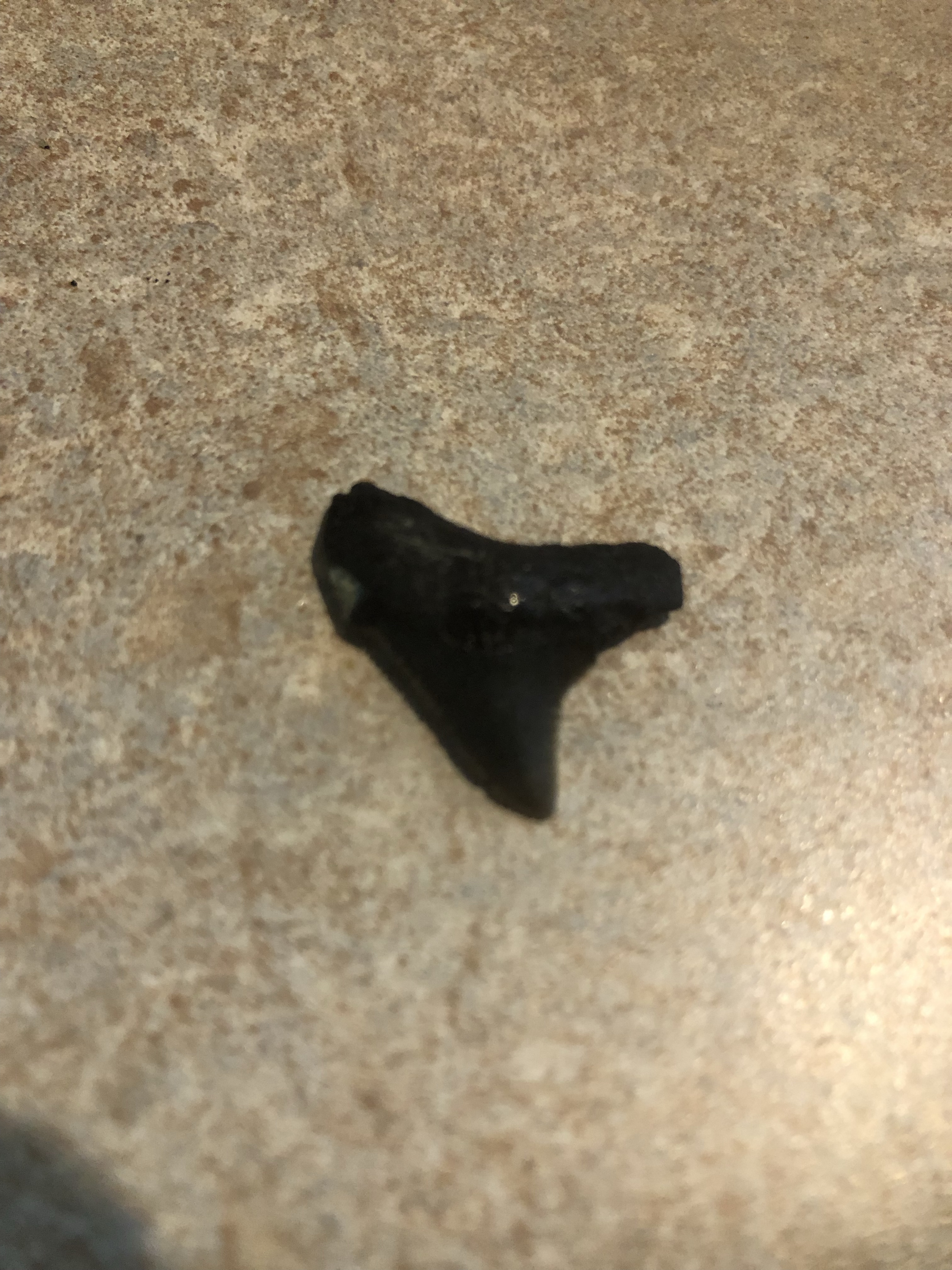 Another small black fossil shark tooth