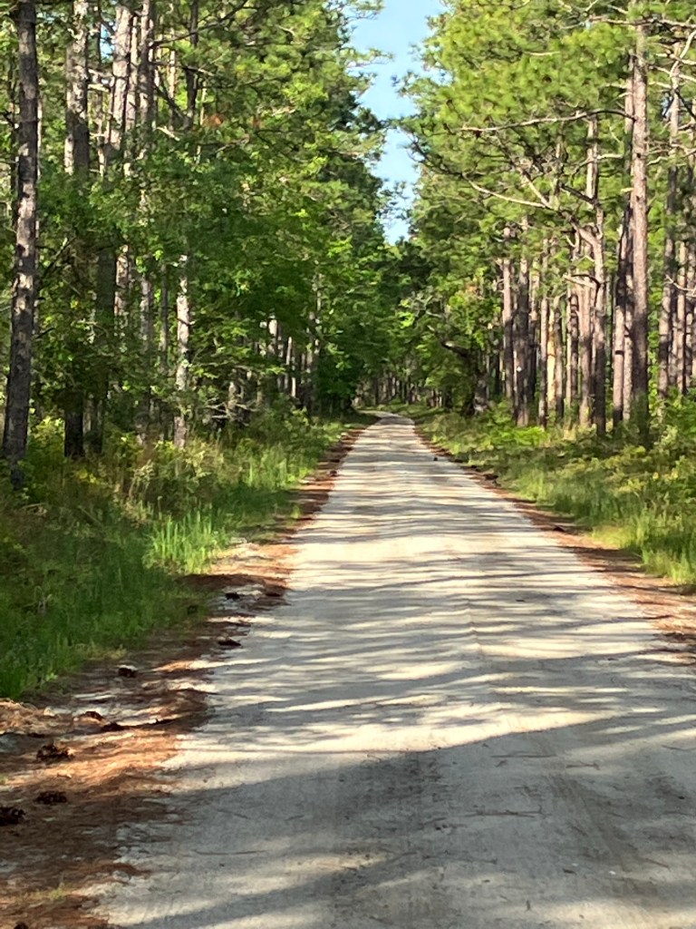 Sandy dirt road running straight through tall pines toward St. James Santee Church