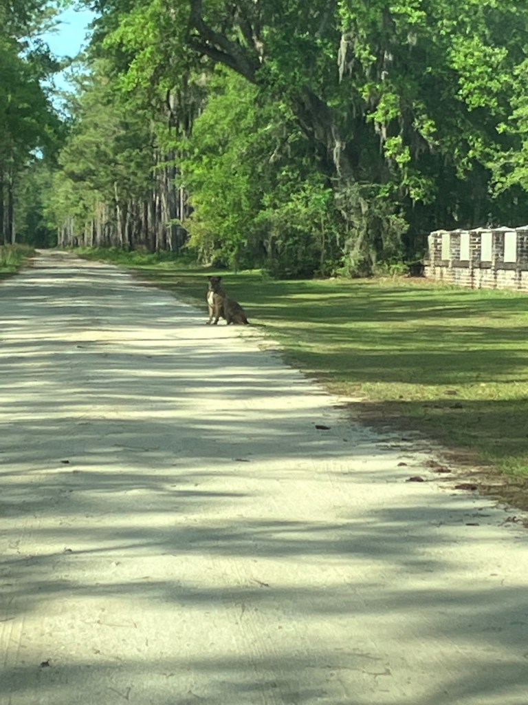Dog sitting in the sandy road under the oaks near the church