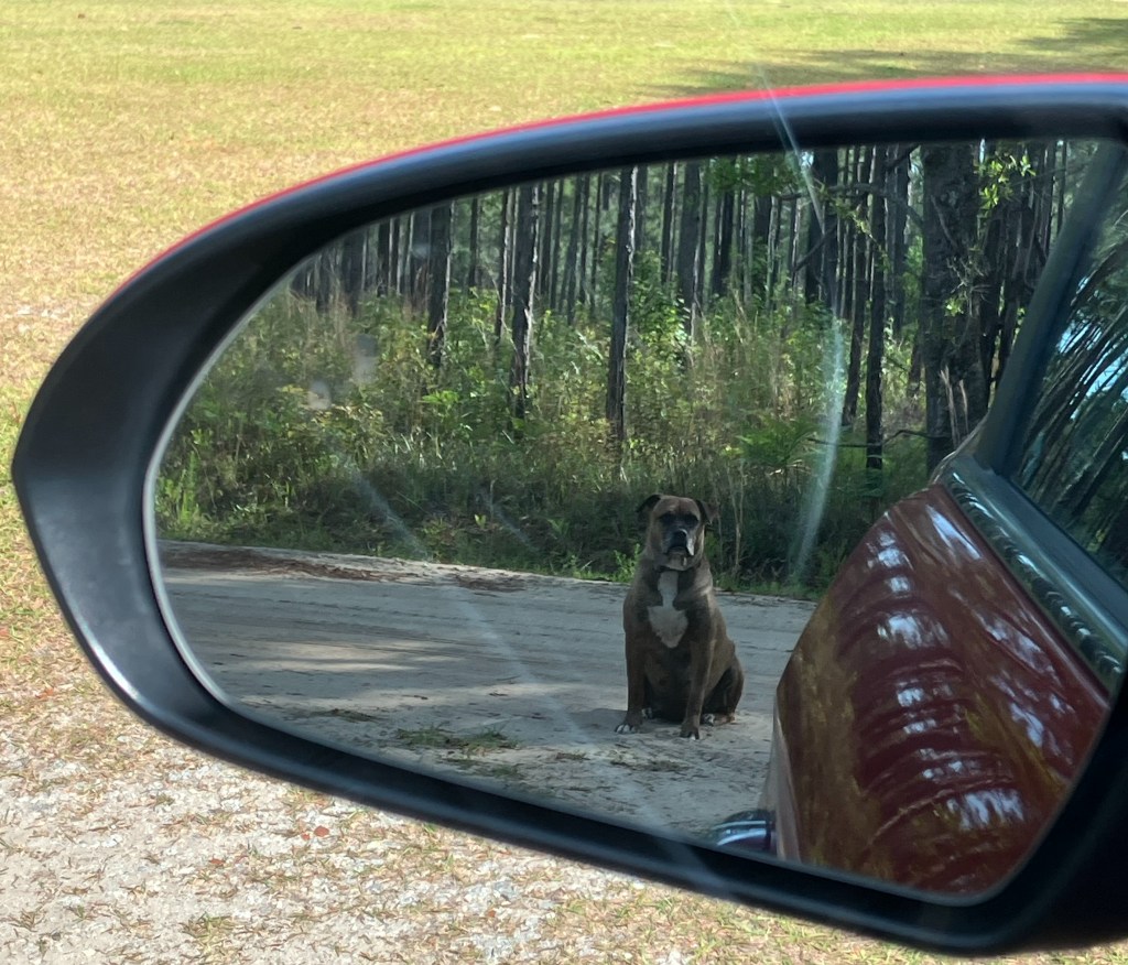 Dog sitting behind the car, seen in the side mirror
