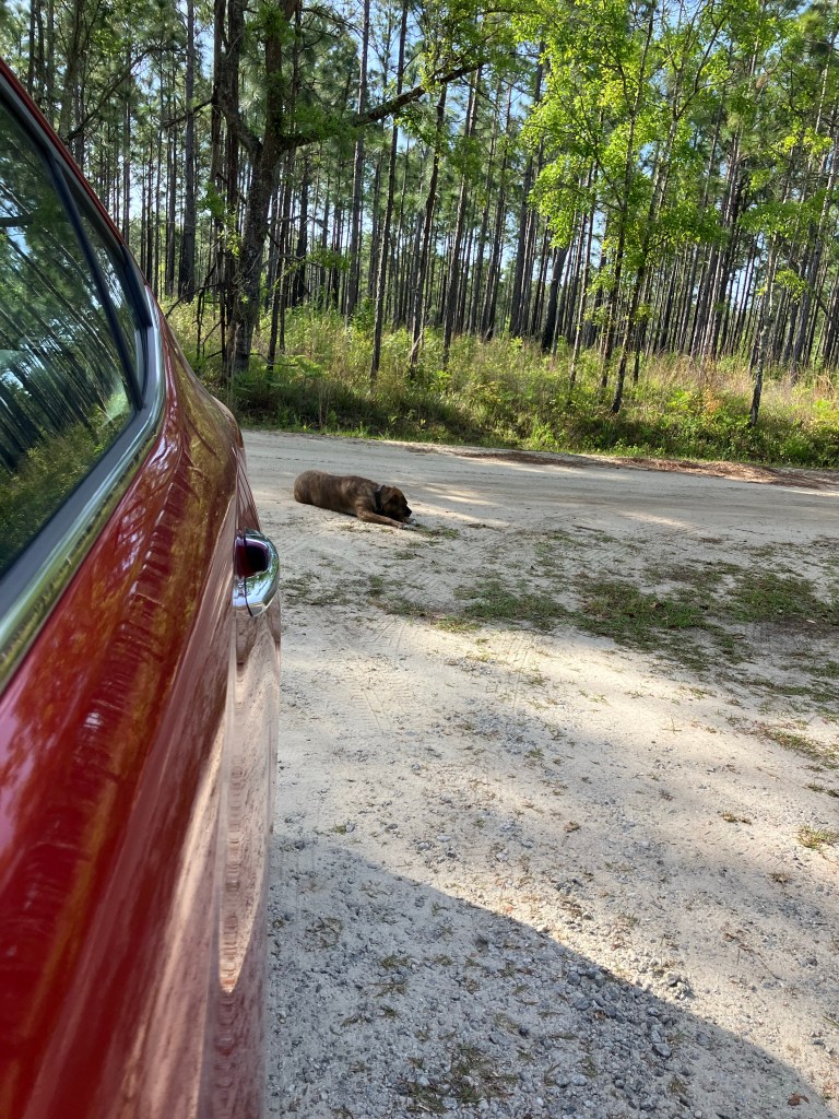 Dog lying in the sandy road beside the red car