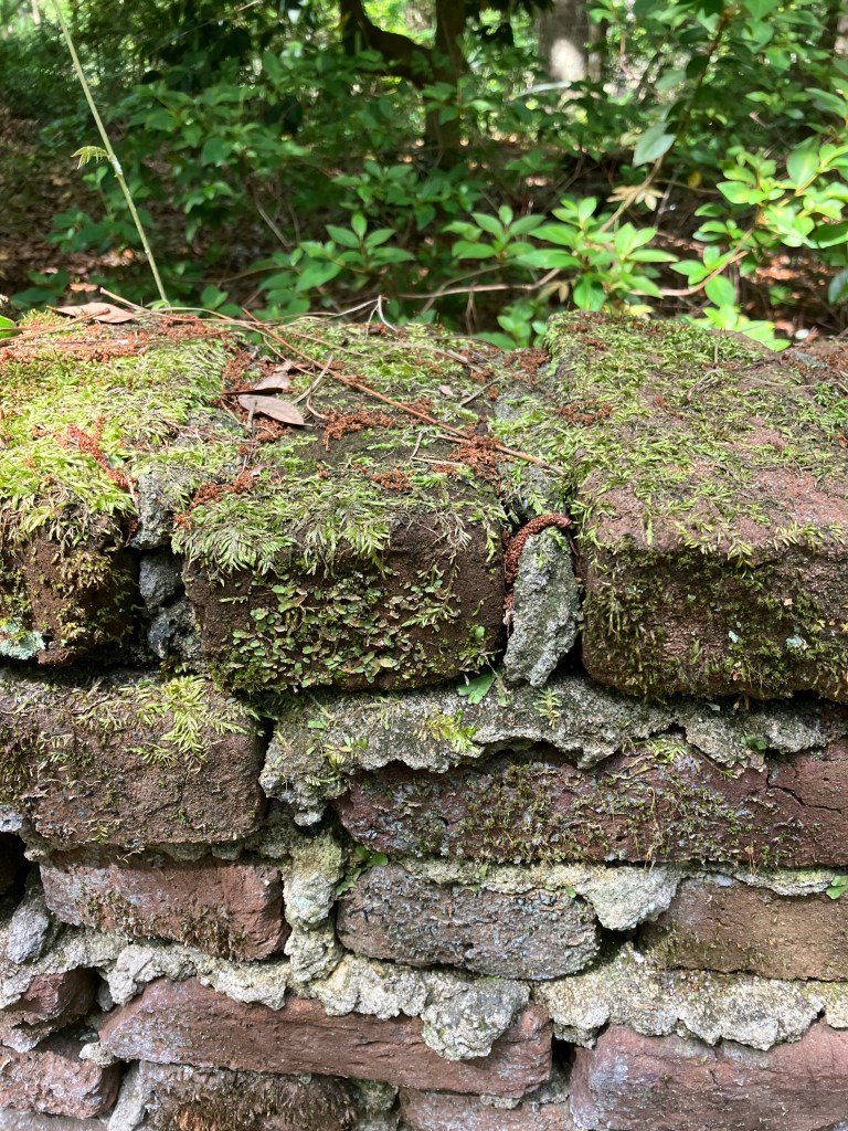 Moss-covered top of an old brick wall