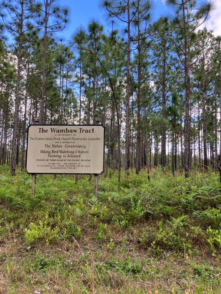 Sign for the Wambaw Tract in the longleaf pine forest