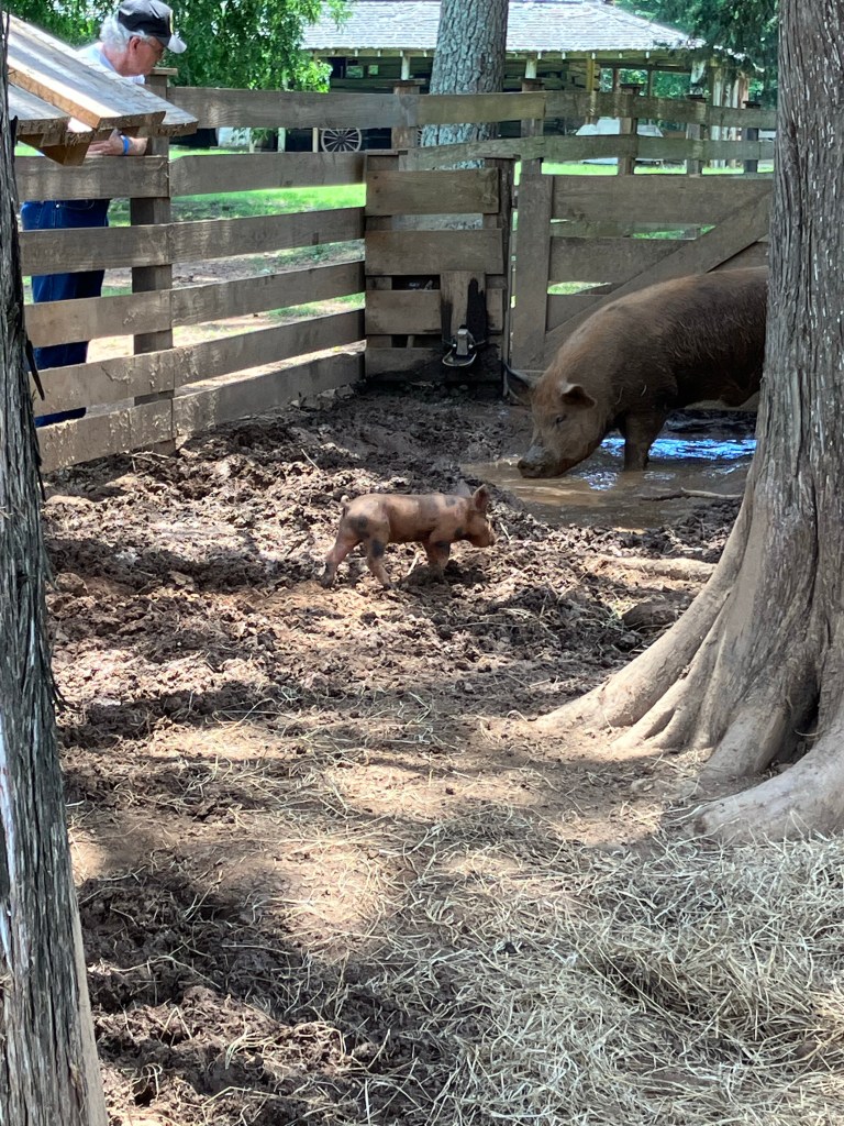 Animals in a wooden pen at Historic Brattonsville