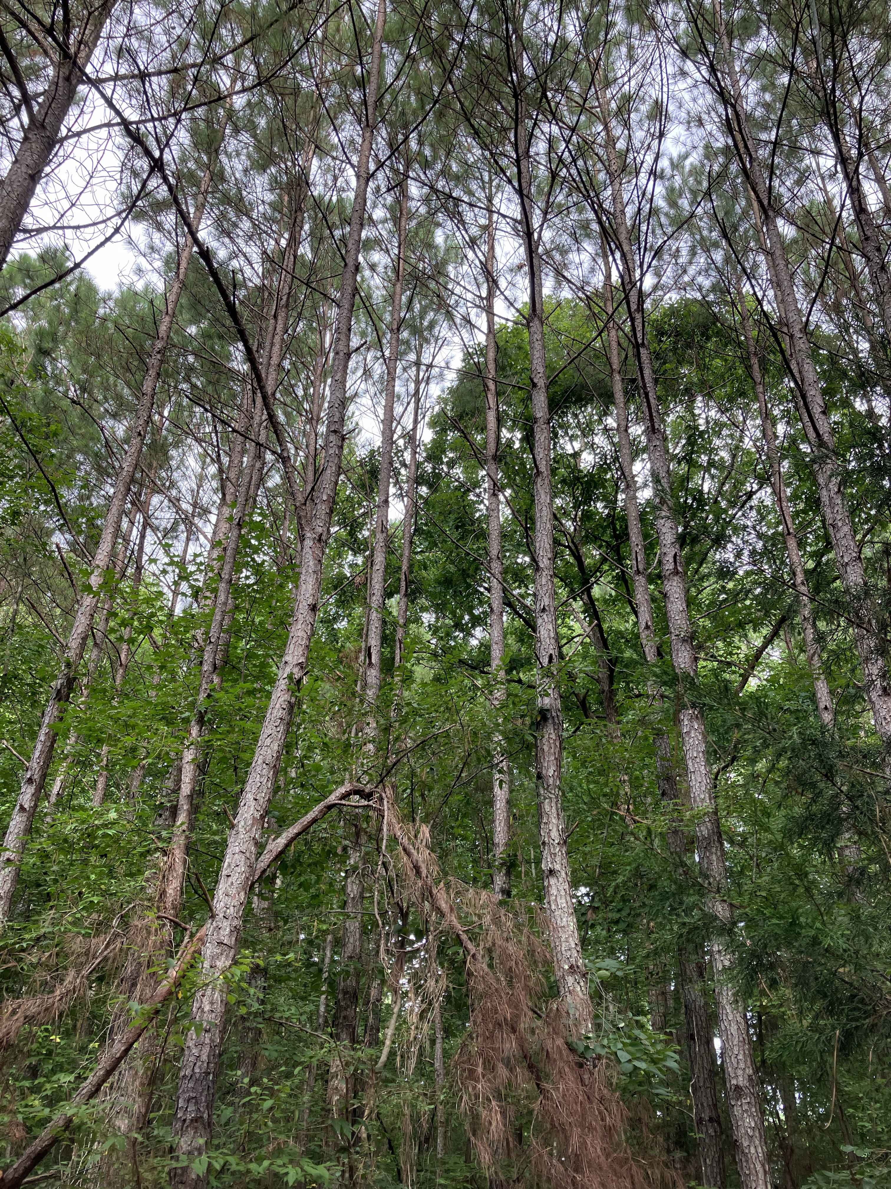 Thin young trees in the woods at Hammond's Old Store