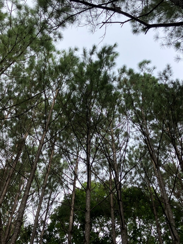 Looking up into the pine canopy at Hammond's Old Store