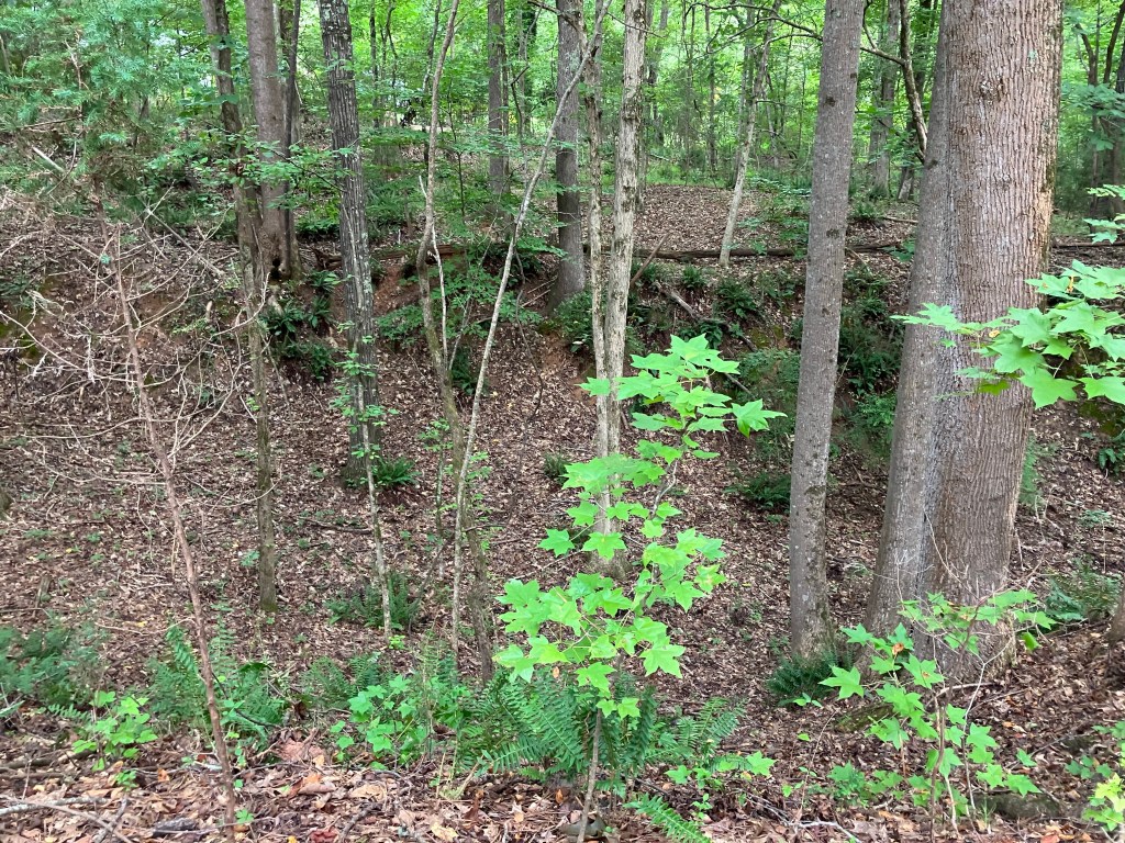 Wooded ravine with young undergrowth at Hammond's Old Store