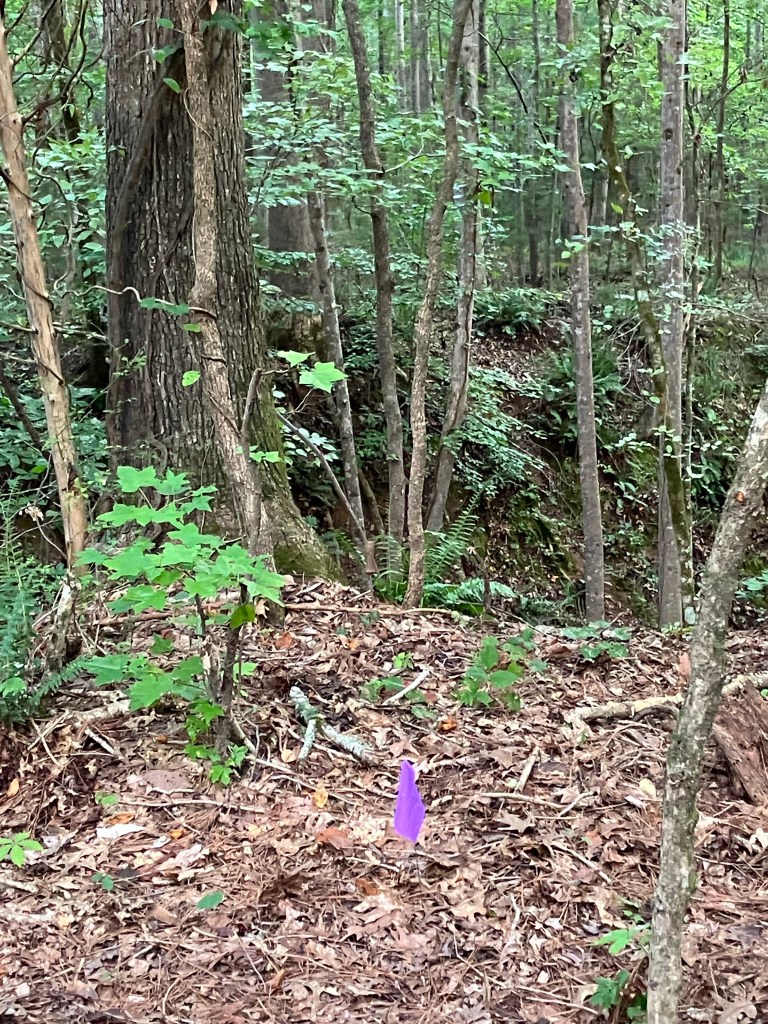 Small purple survey flag marking a find on the wooded slope at Hammond's Old Store
