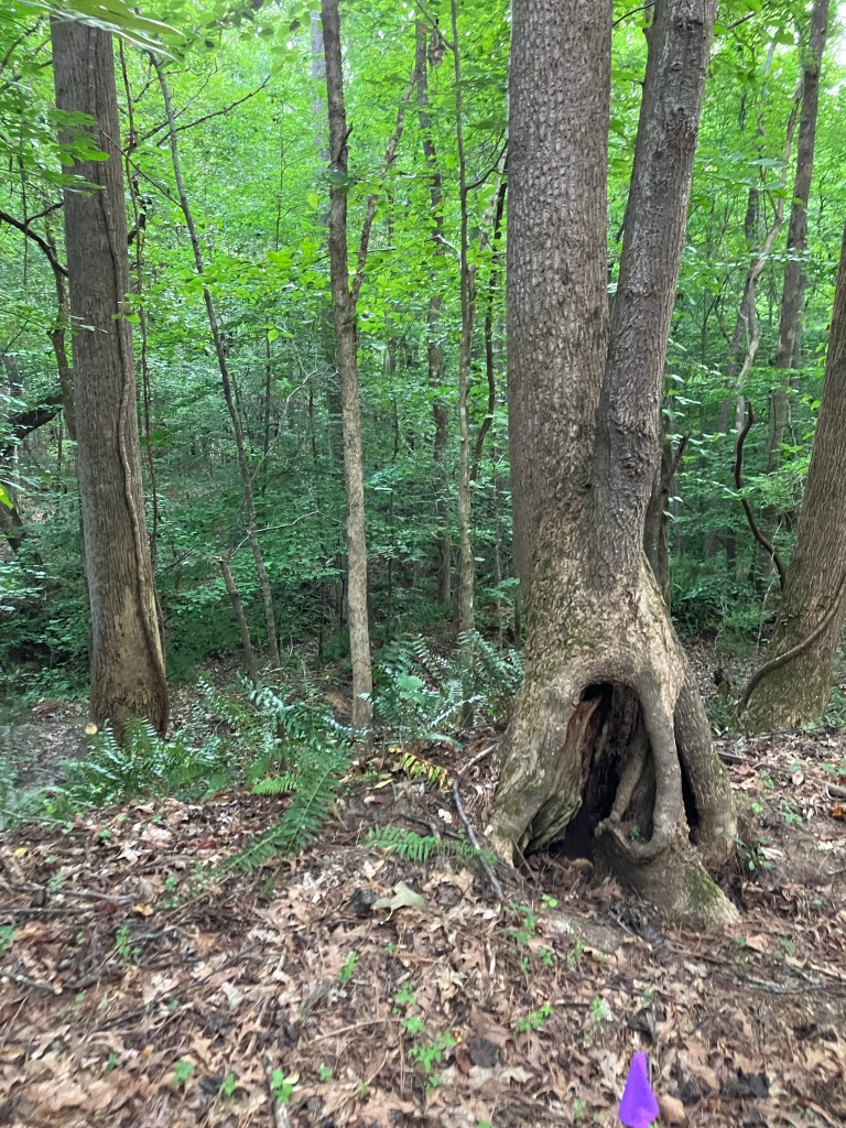Old hollowed tree trunk with a purple survey flag nearby at Hammond's Old Store