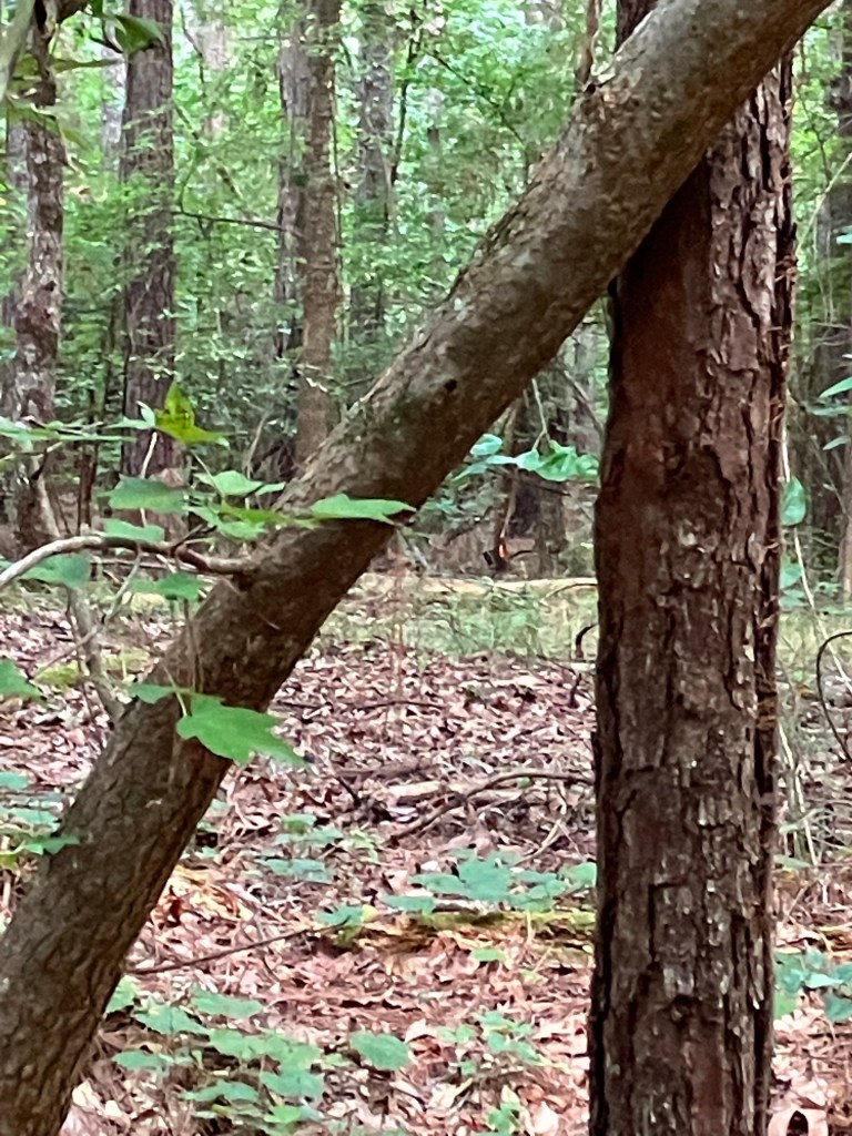 A leaning tree across a pine trunk in the Hammond's Old Store woods