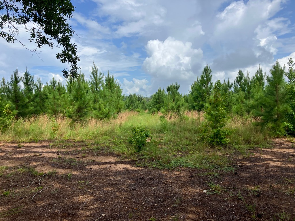 Open clearing and young pines at Hayes Station under a summer sky