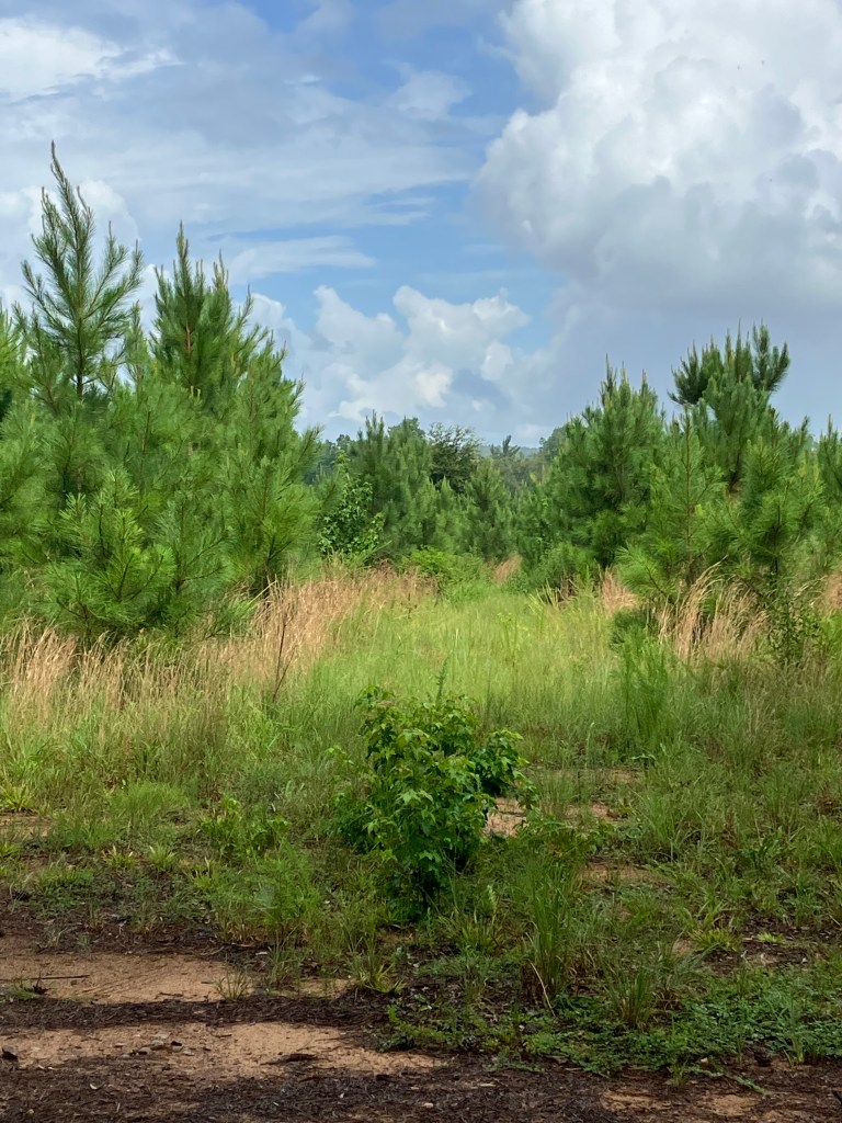 Field and young pines at the Hayes Station site