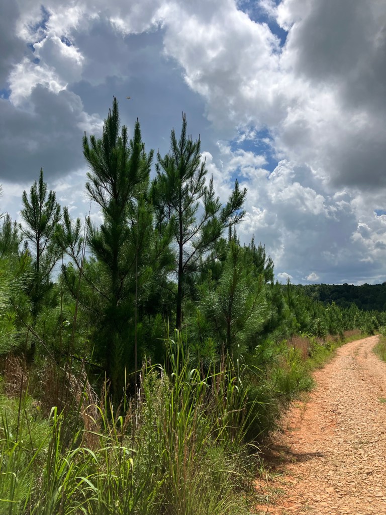 Dirt road from Hayes Station toward Hurricane Baptist Church and Duncan Creek Presbyterian Church