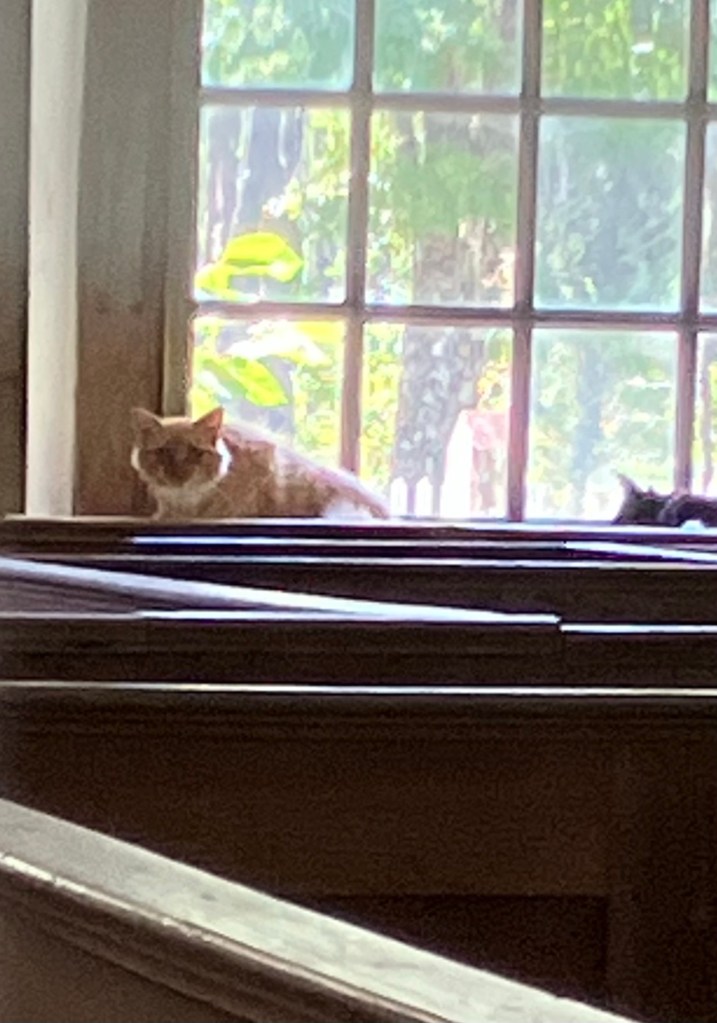 A cat sitting in the church window above the pews