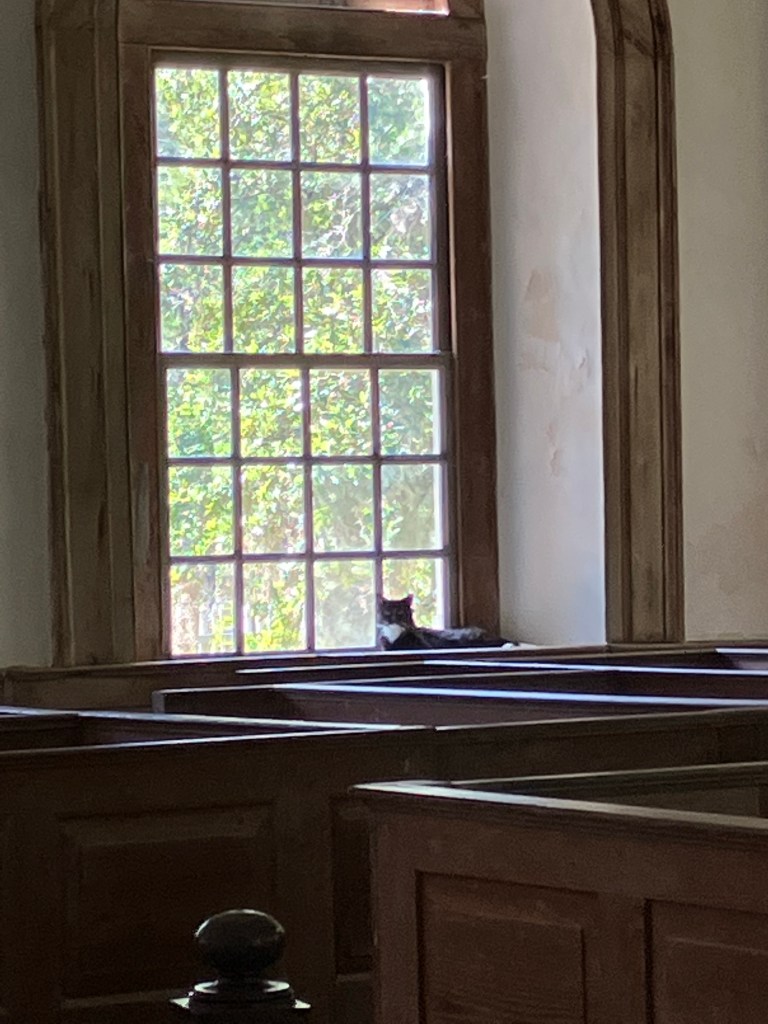 Multi-pane window above the box pews with a cat on the sill