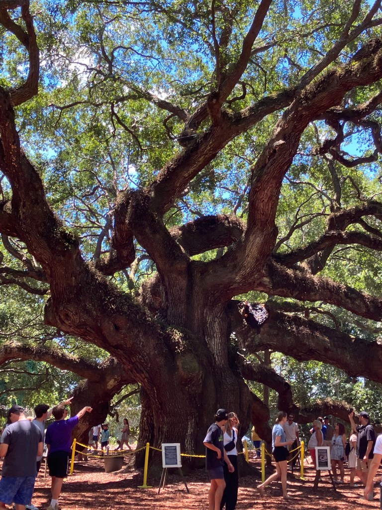 Visitors walking under the Angel Oak's limbs