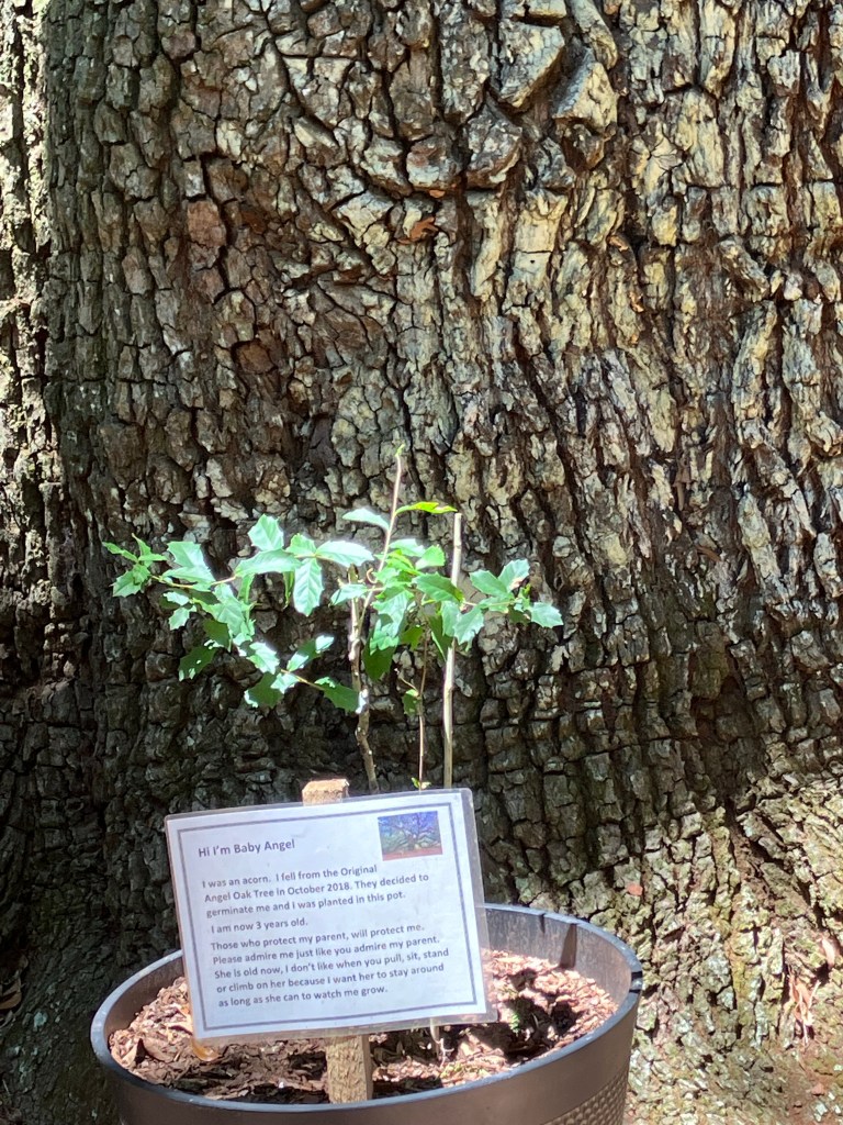 Potted Angel Oak seedling with a label in front of the old oak's trunk