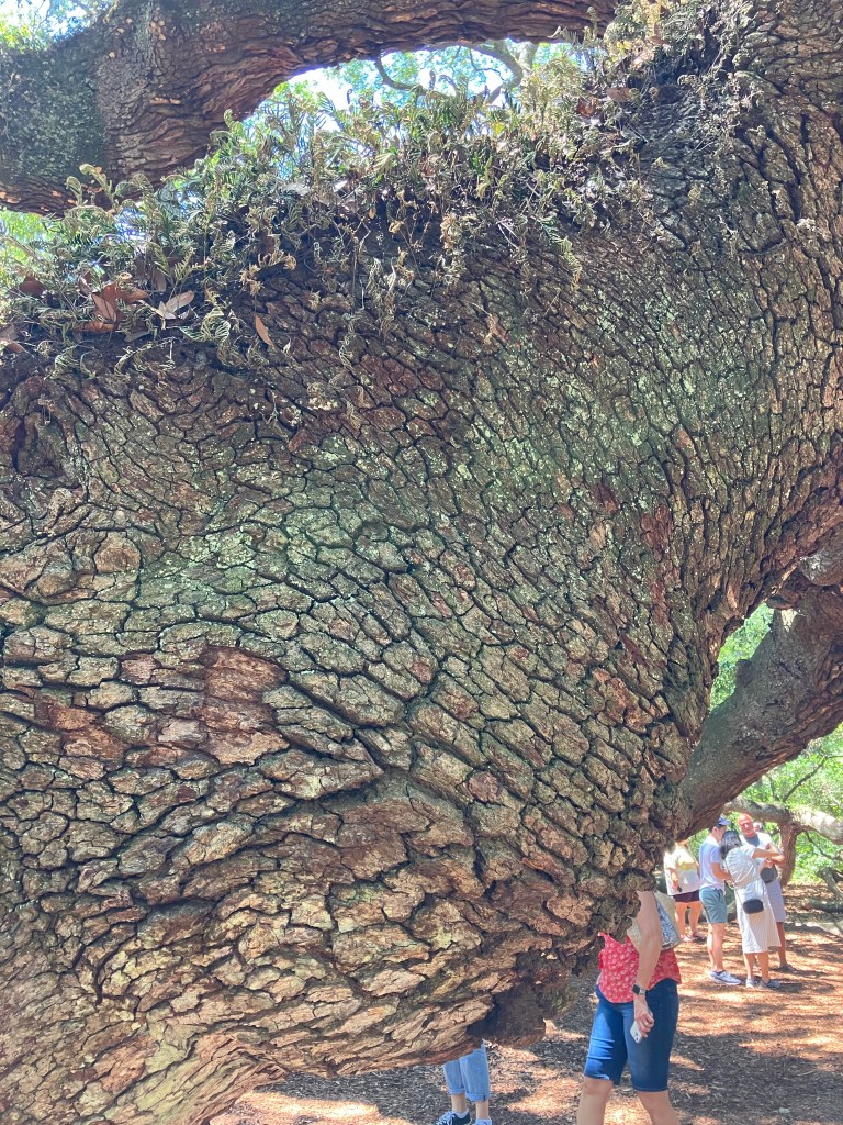 Close view of the deeply textured bark on an Angel Oak limb