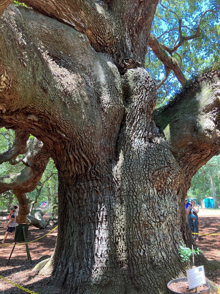 Close view of the furrowed trunk of the Angel Oak