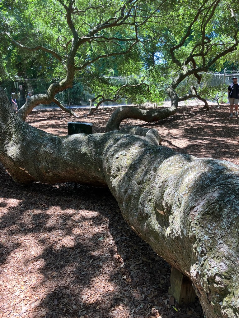 Huge Angel Oak limb resting along the ground