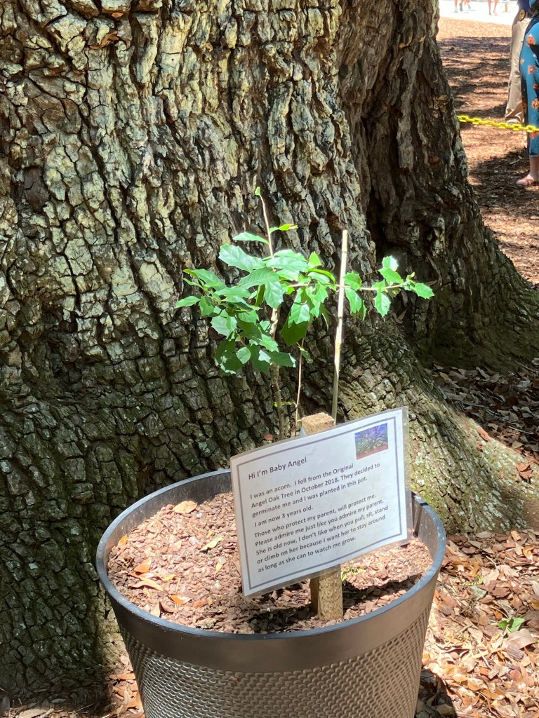 Potted Angel Oak seedling with a sign at the base of the tree