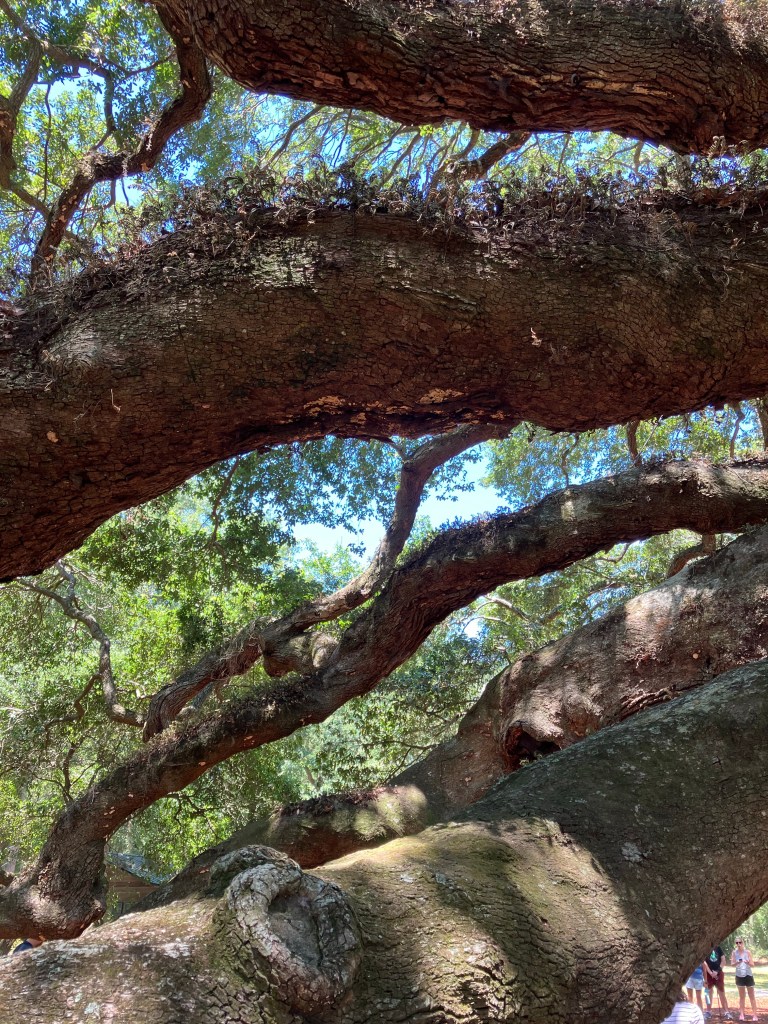 Sweeping limbs of the Angel Oak