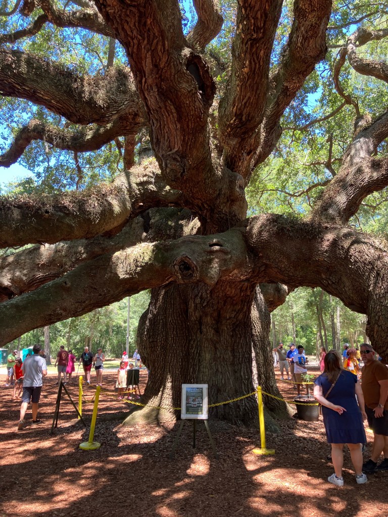 The Angel Oak trunk inside its low rope fence with visitors
