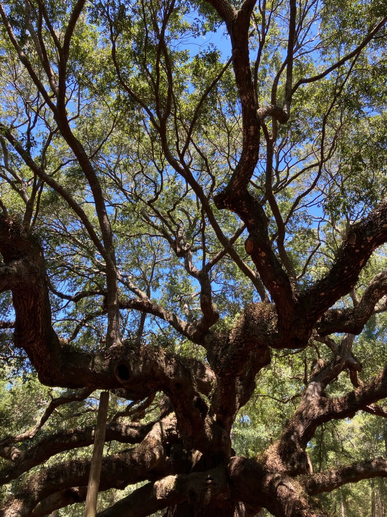 Looking up into the twisting limbs of the Angel Oak