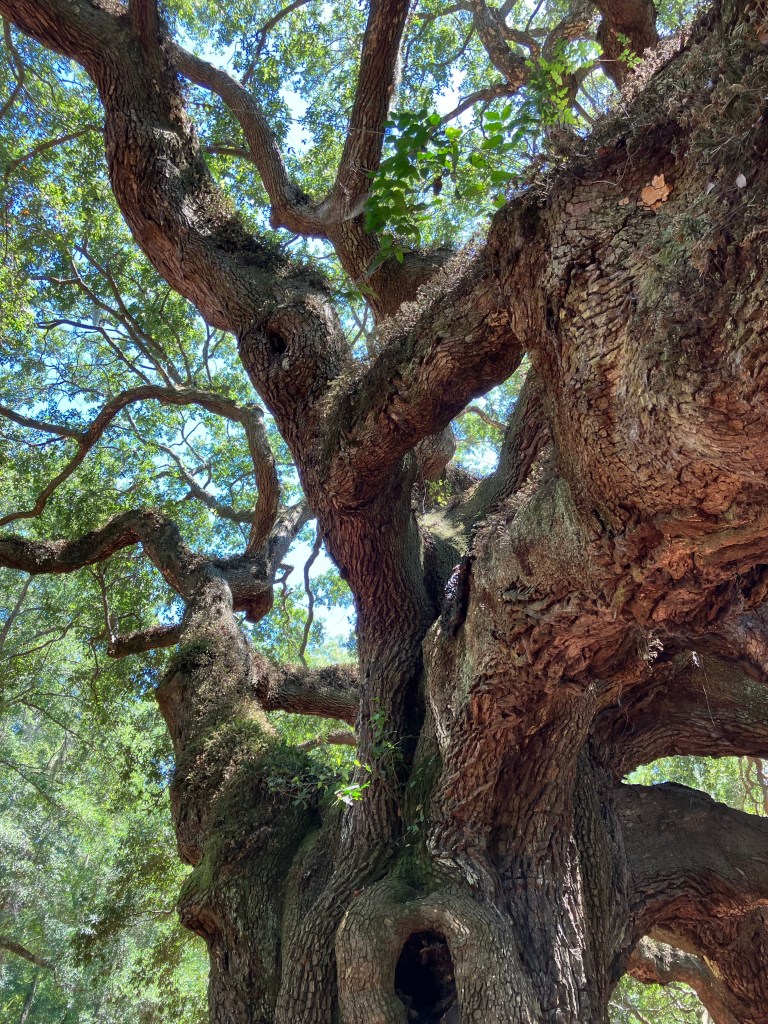 Looking up the Angel Oak trunk into the canopy