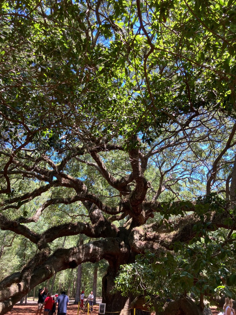 Wide view of the Angel Oak's sprawling canopy