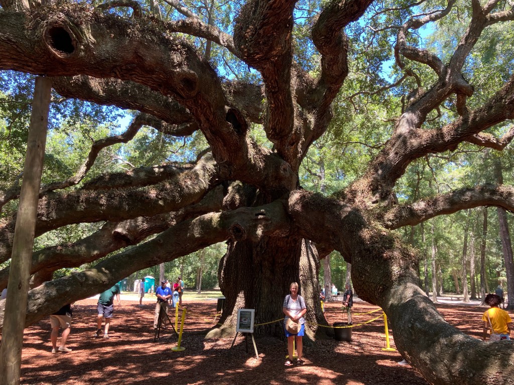 Second view of the Angel Oak's sprawling branches