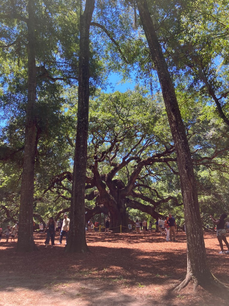 Tall pines near the Angel Oak with its canopy beyond