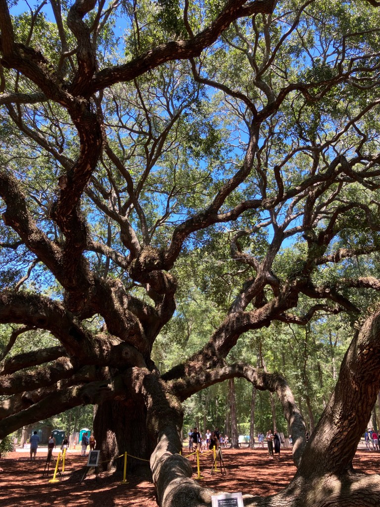 The Angel Oak's long limbs reaching out over the grounds