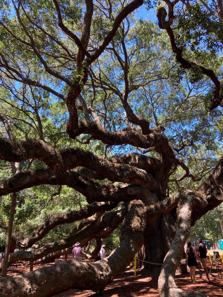 The Angel Oak canopy above visitors on the grounds