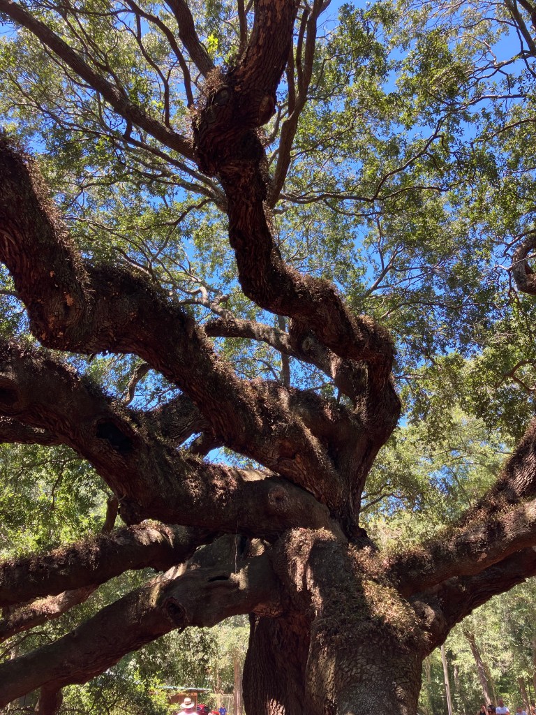 Twisting limbs of the Angel Oak