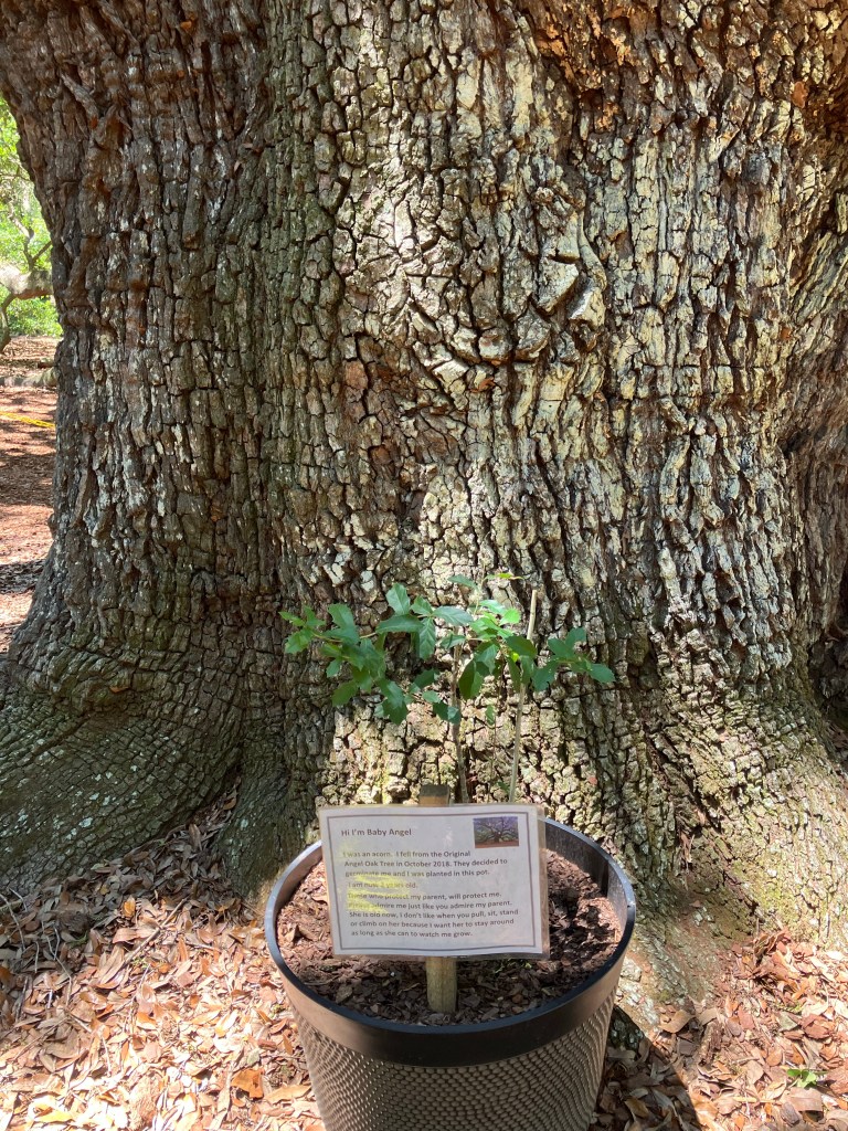 Potted Angel Oak seedling and its label