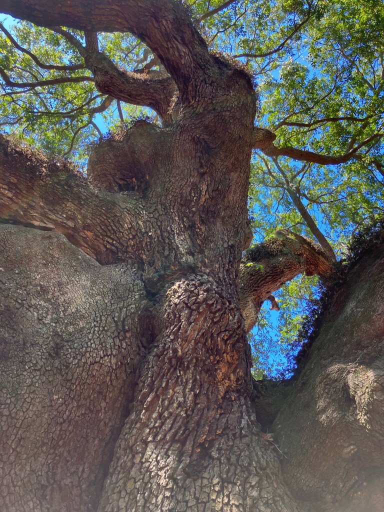 Looking straight up the Angel Oak trunk