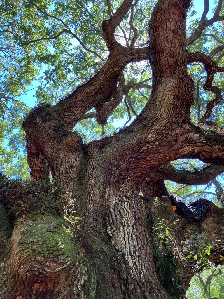 Massive trunk and limbs of the Angel Oak