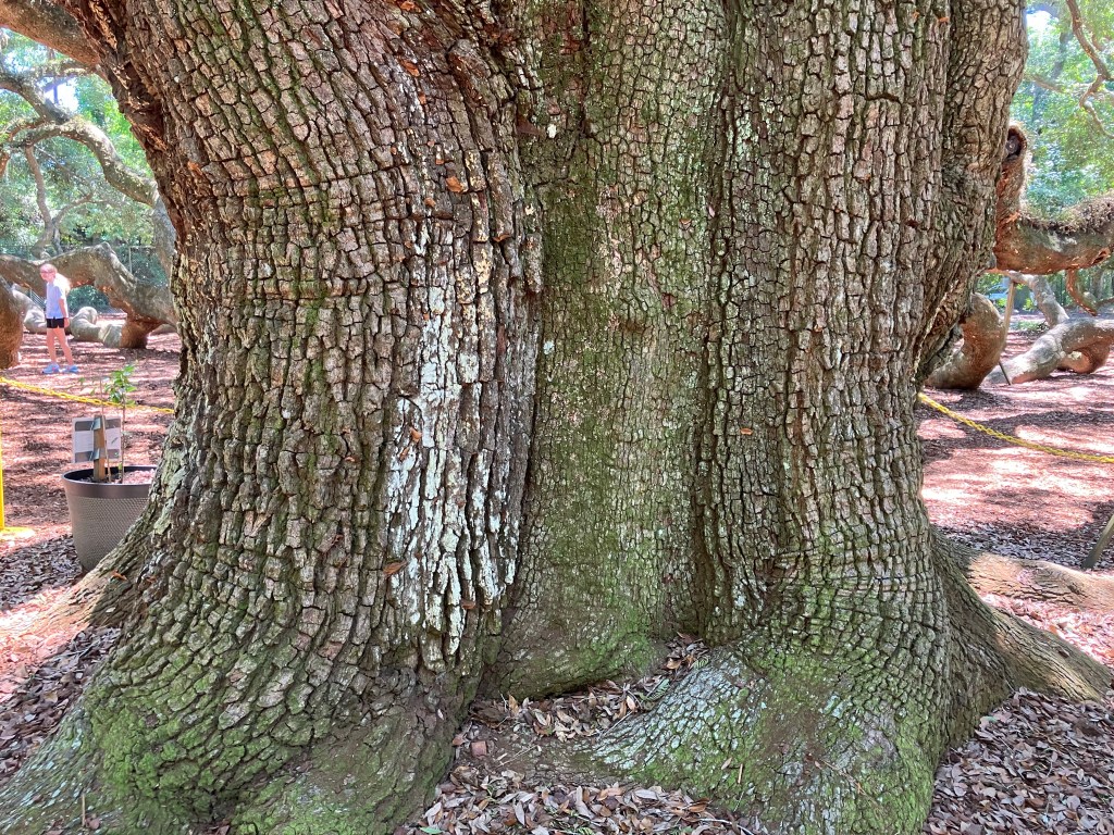 Gnarled base of the Angel Oak's trunk