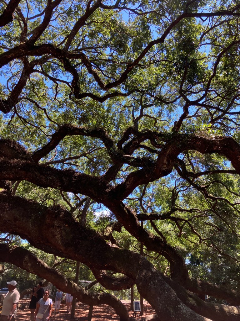 Angel Oak limbs stretching across the sky