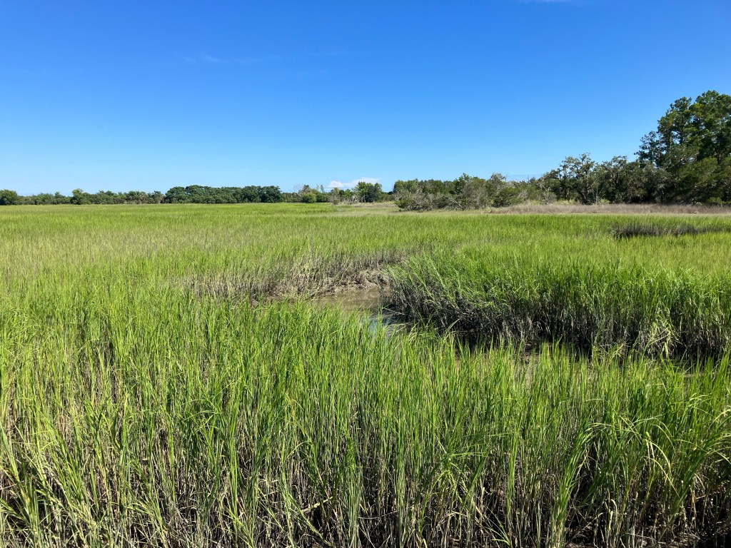 Green marsh grass around a small tidal creek