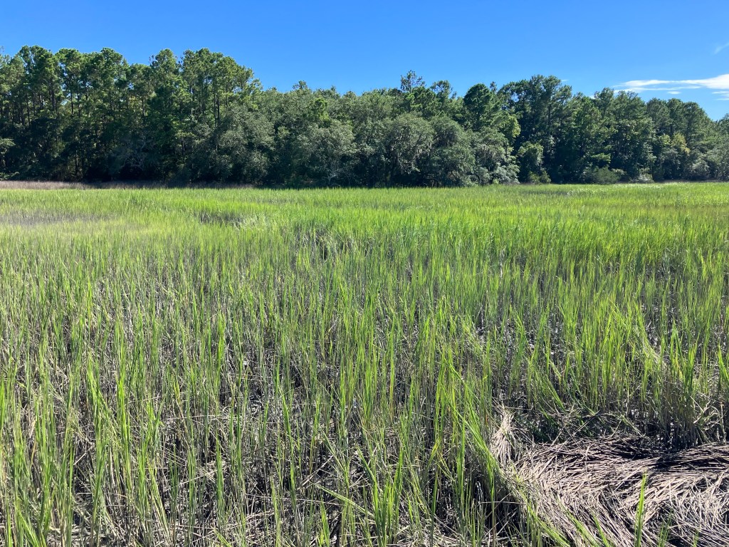 Green salt marsh with a line of trees under a blue sky