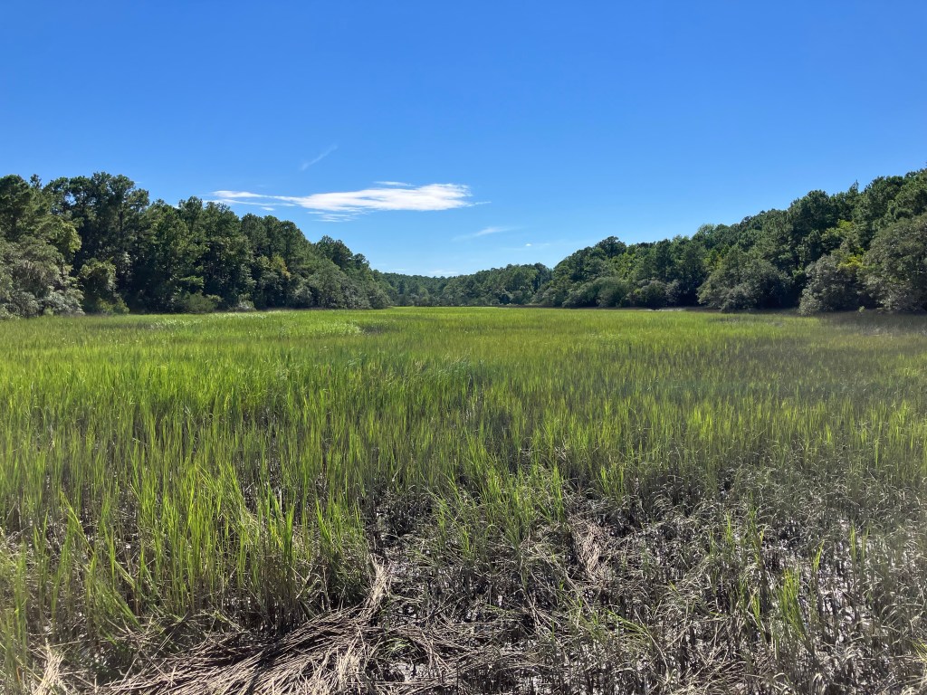 Salt marsh stretching to the trees under a blue sky