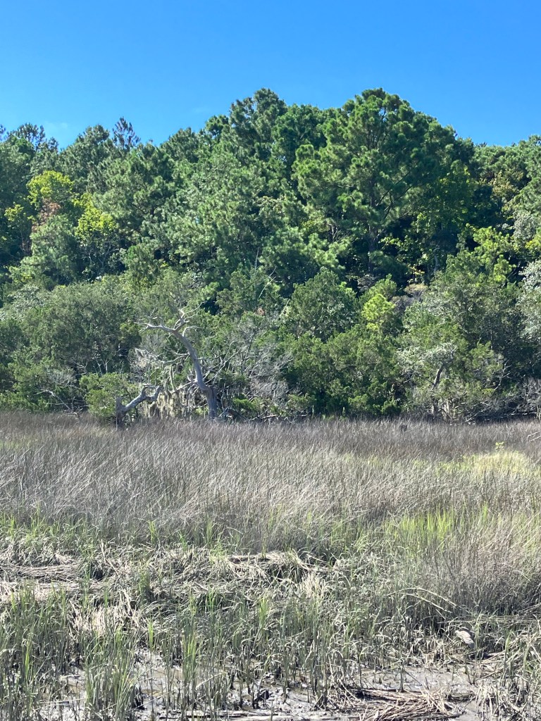 Marsh grass below a wall of green forest