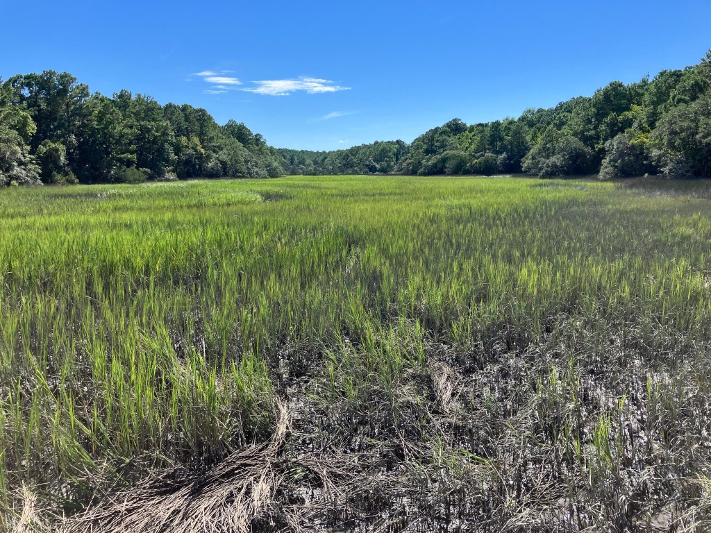 Wide expanse of salt marsh under a blue sky