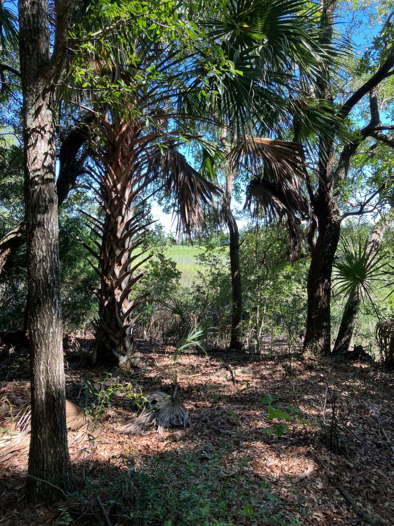 Cabbage palmettos and oaks in the maritime forest
