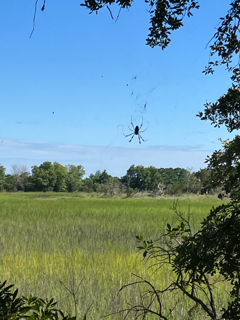 Golden silk spider in its web above the salt marsh
